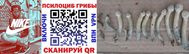 Галлюциногенные грибы Magic Shrooms  Купить  Долгопрудный 